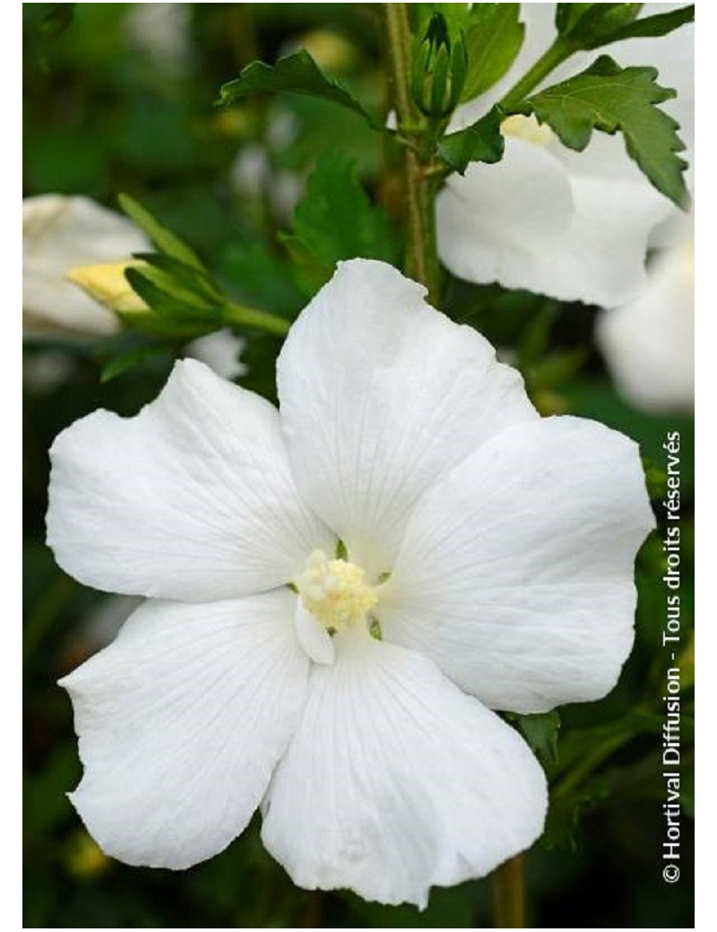 HIBISCUS syriacus ELEONORE cov