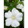 HIBISCUS syriacus ELEONORE cov