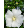 HIBISCUS syriacus ELEONORE cov