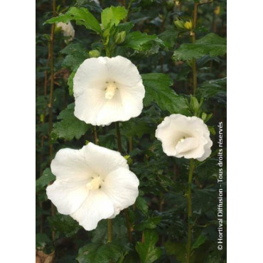 HIBISCUS syriacus ELEONORE cov