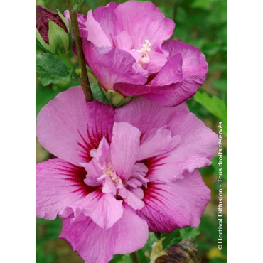 HIBISCUS syriacus ERUPTION