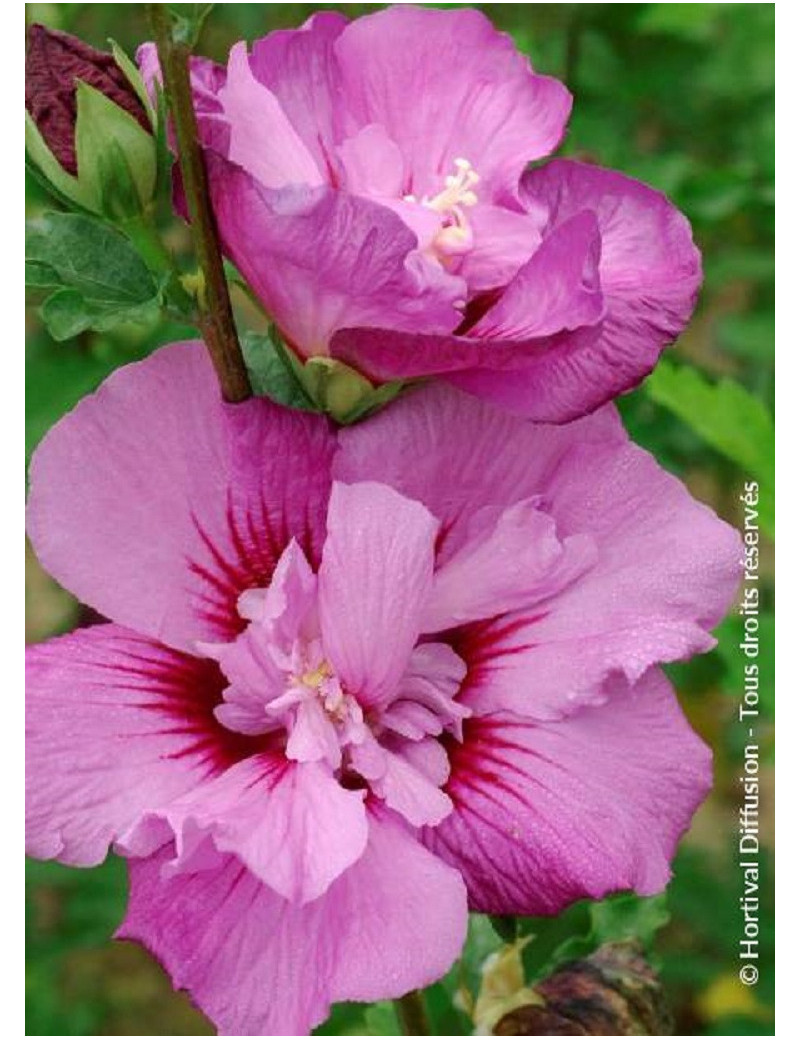 HIBISCUS syriacus ERUPTION