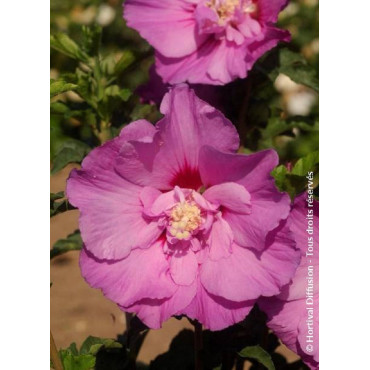 HIBISCUS syriacus ERUPTION