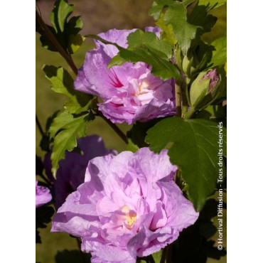 HIBISCUS syriacus LAVENDER CHIFFON