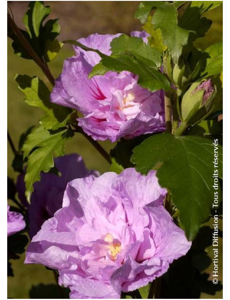 HIBISCUS syriacus LAVENDER CHIFFON