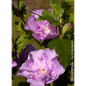 HIBISCUS syriacus LAVENDER CHIFFON