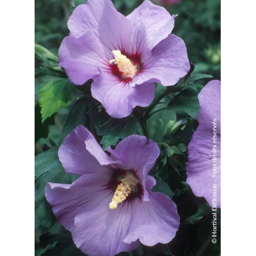 HIBISCUS syriacus MARINA