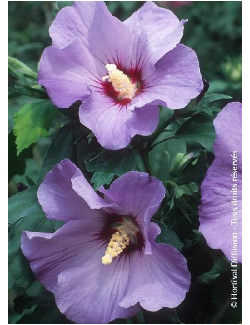 HIBISCUS syriacus MARINA