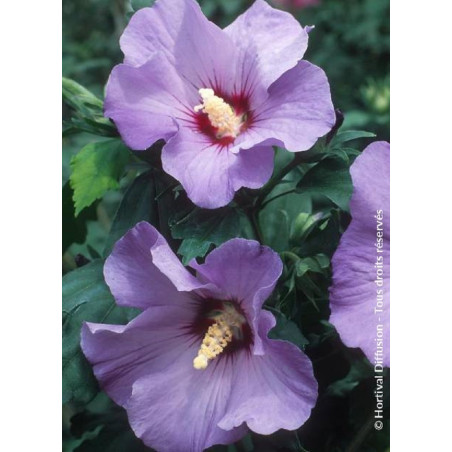 HIBISCUS syriacus MARINA