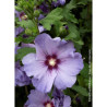 HIBISCUS syriacus OISEAU BLEU