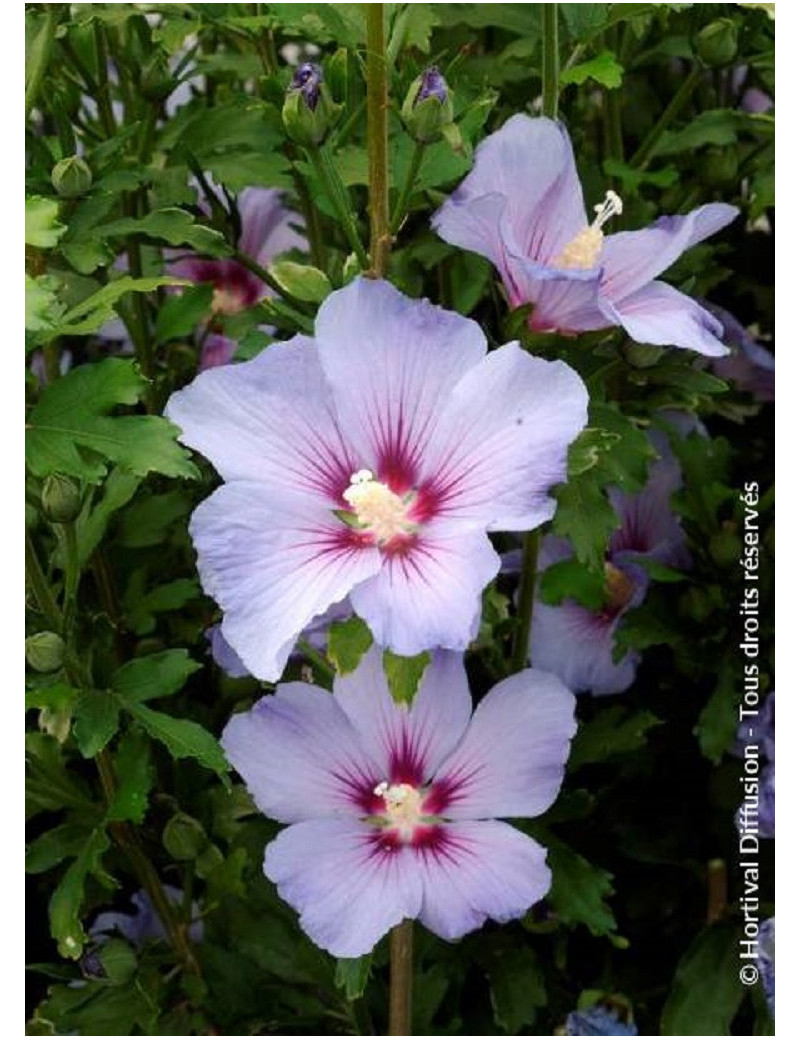 HIBISCUS syriacus OISEAU BLEU