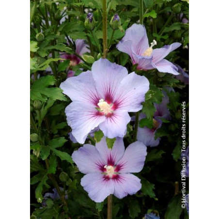 HIBISCUS syriacus OISEAU BLEU