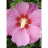 HIBISCUS syriacus PINK GIANT