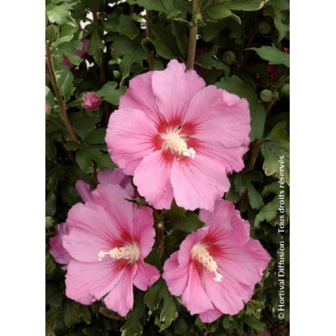 HIBISCUS syriacus PINK GIANT