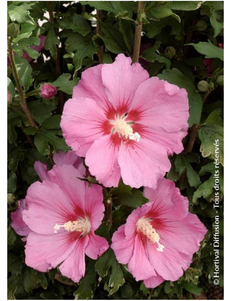 HIBISCUS syriacus PINK GIANT