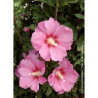 HIBISCUS syriacus PINK GIANT