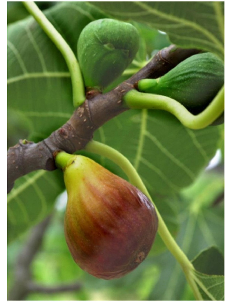 FIGUIER MADELEINE DES DEUX SAISONS