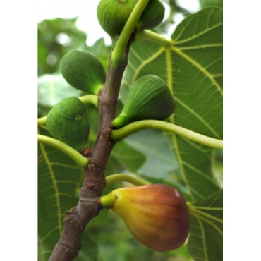 FIGUIER MADELEINE DES DEUX SAISONS