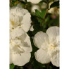 HIBISCUS syriacus WHITE CHIFFON