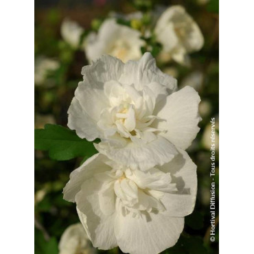 HIBISCUS syriacus WHITE CHIFFON