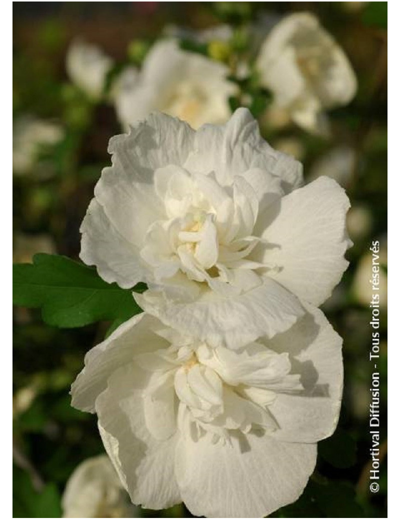 HIBISCUS syriacus WHITE CHIFFON