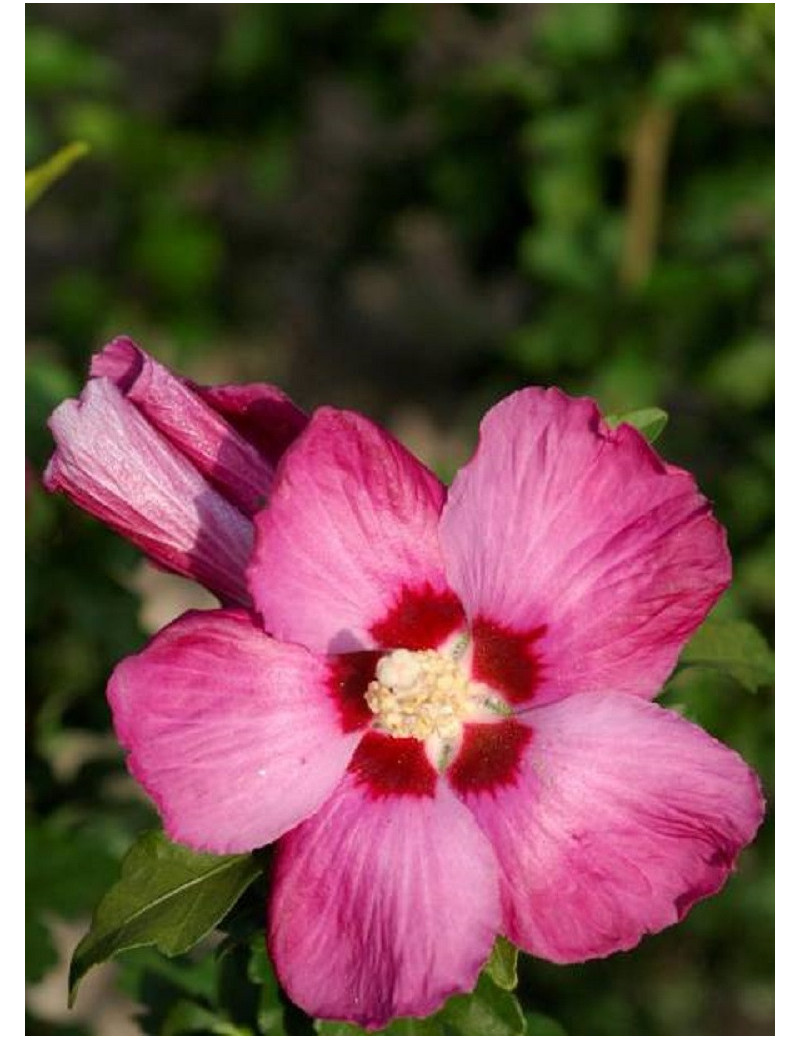 HIBISCUS syriacus WOODBRIDGE