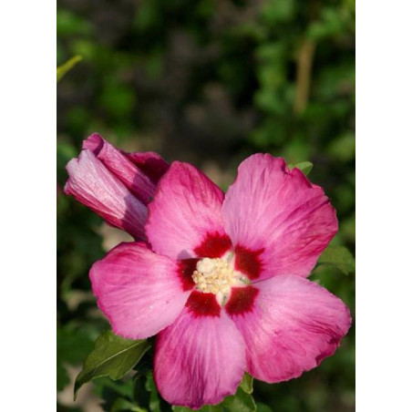 HIBISCUS syriacus WOODBRIDGE