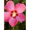 HIBISCUS syriacus WOODBRIDGE