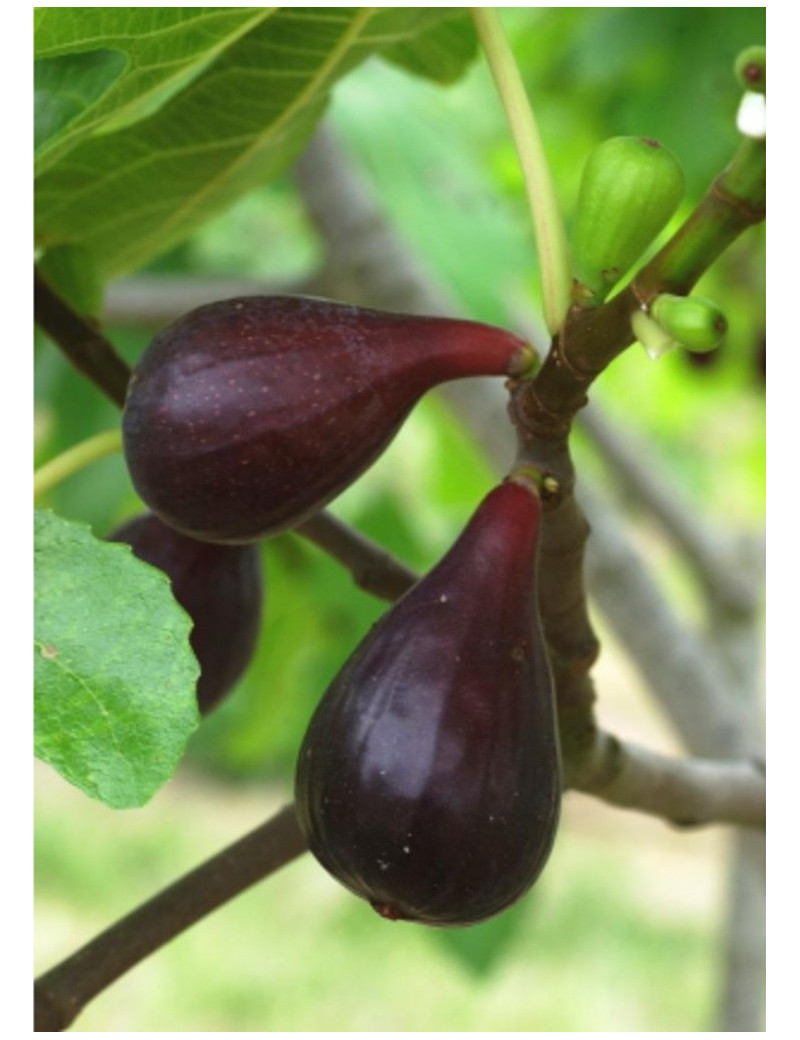 FIGUIER MADELEINE DES DEUX SAISONS