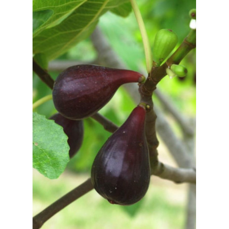 FIGUIER MADELEINE DES DEUX SAISONS