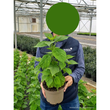 HIBISCUS moscheutos ROUGE En pot de 4-5 litres