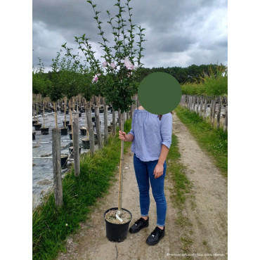 HIBISCUS syriacus En pot de 10-12 litres forme tige hauteur du tronc 110-130 cm