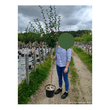 HIBISCUS syriacus En pot de 10-12 litres forme tige hauteur du tronc 110-130 cm