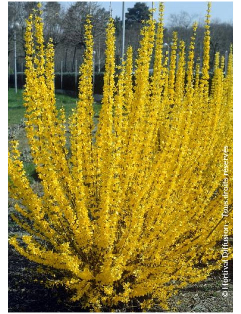 FORSYTHIA intermedia LYNWOOD GOLD