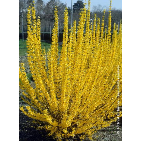 FORSYTHIA intermedia LYNWOOD GOLD