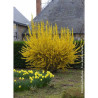 FORSYTHIA intermedia LYNWOOD GOLD