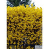 FORSYTHIA intermedia LYNWOOD GOLD