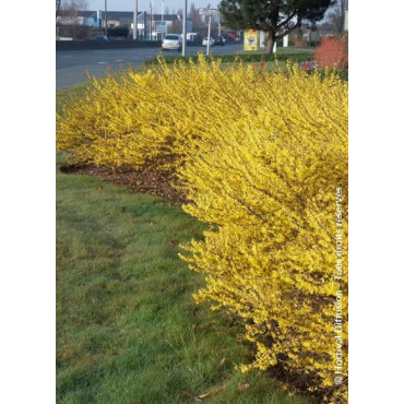 FORSYTHIA intermedia MAREE D'OR