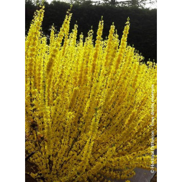 FORSYTHIA intermedia WEEK END