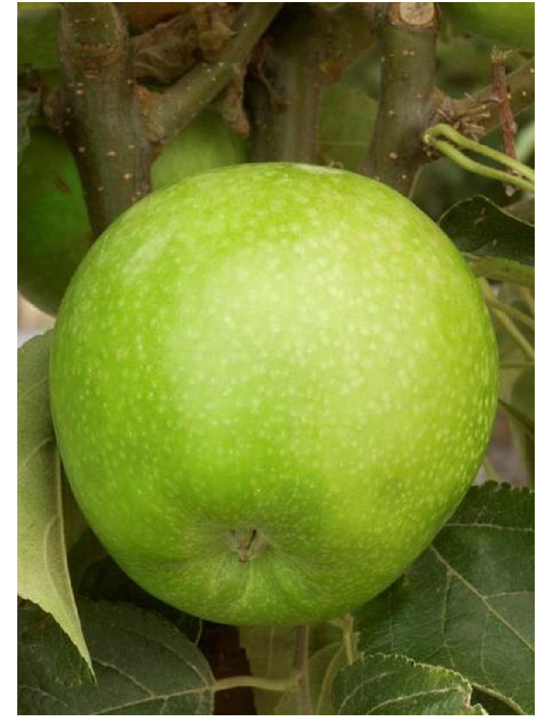 POMMIER GRANNY SMITH