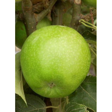 POMMIER GRANNY SMITH