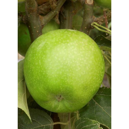 POMMIER GRANNY SMITH