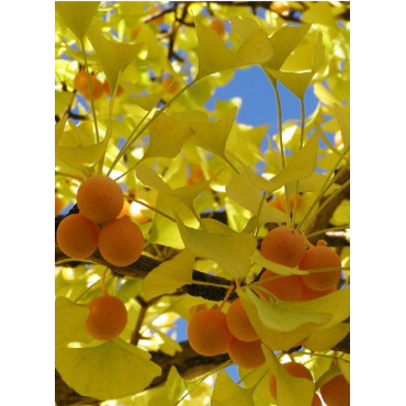 GINKGO biloba