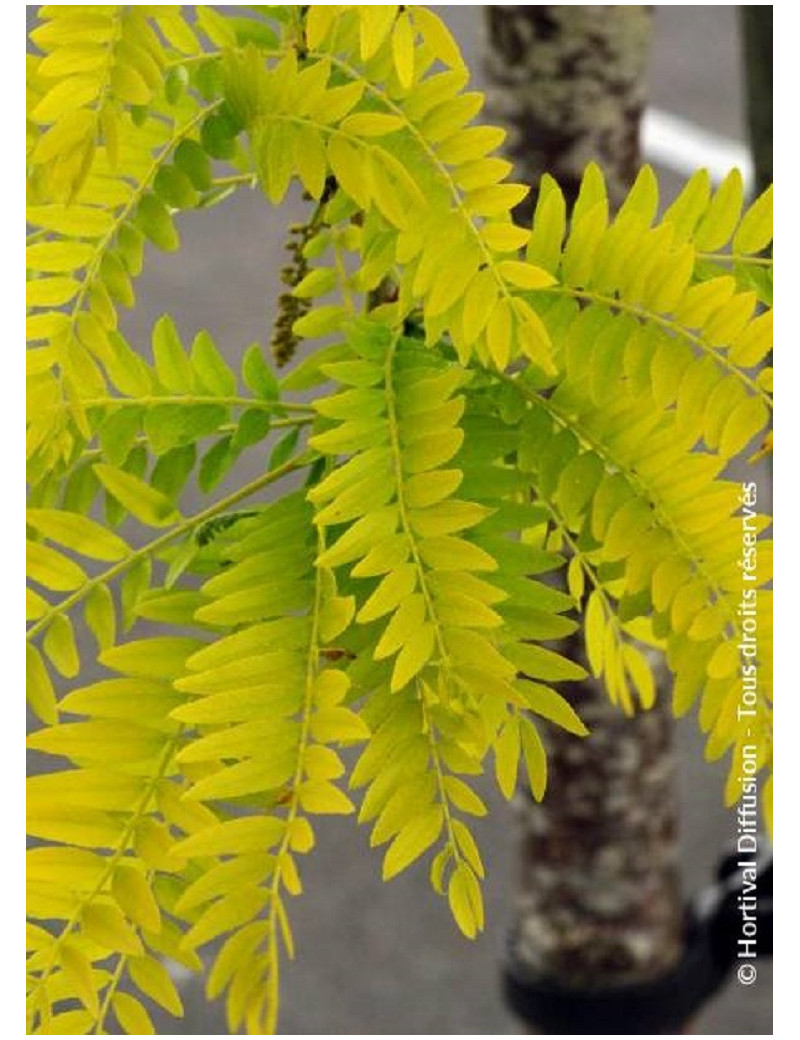 GLEDITSIA triacanthos SUNBURST