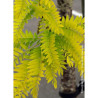 GLEDITSIA triacanthos SUNBURST