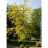 GLEDITSIA triacanthos SUNBURST