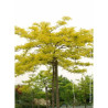 GLEDITSIA triacanthos SUNBURST