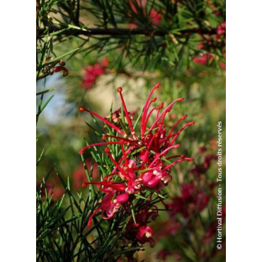 GREVILLEA juniperina