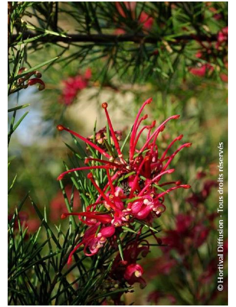 GREVILLEA juniperina