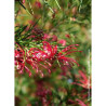 GREVILLEA juniperina